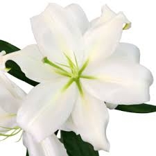 8 White Oriental Lily