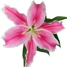 8 Pink Oriental Lily