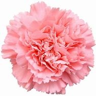   15 Pastel Carnations